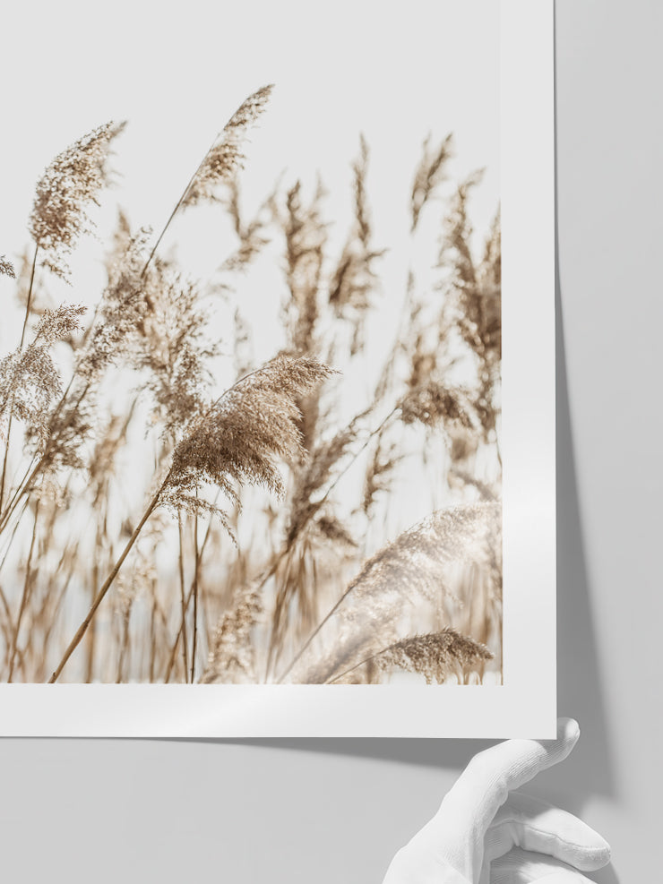 Pampas Otu - Art Print  Poster