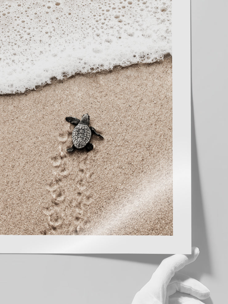 Küçük Kaplumbağa - Art Print  Poster