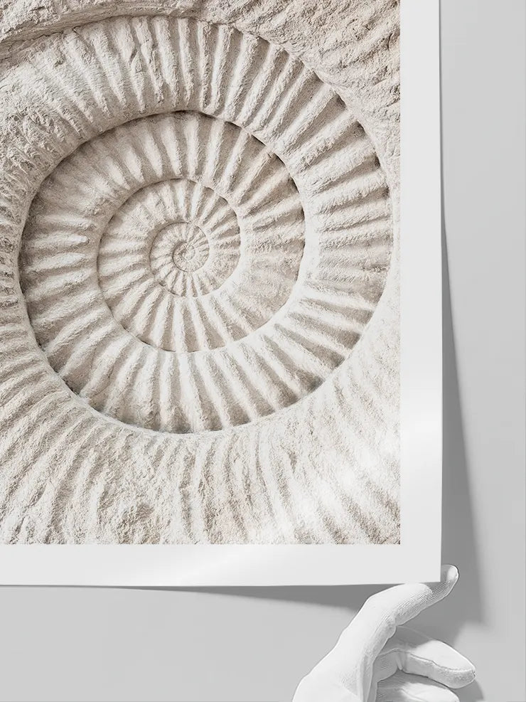 Seashell - Art Print