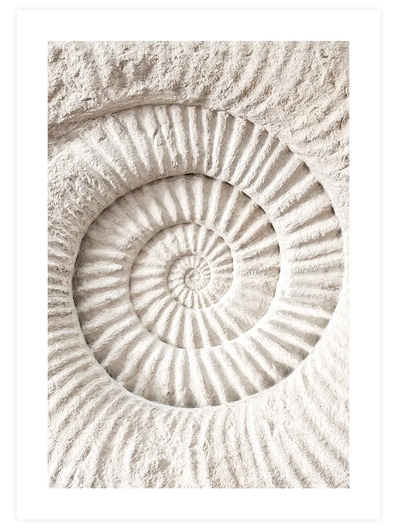 Seashell - Art Print