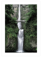 Naturally Green Poster Seti