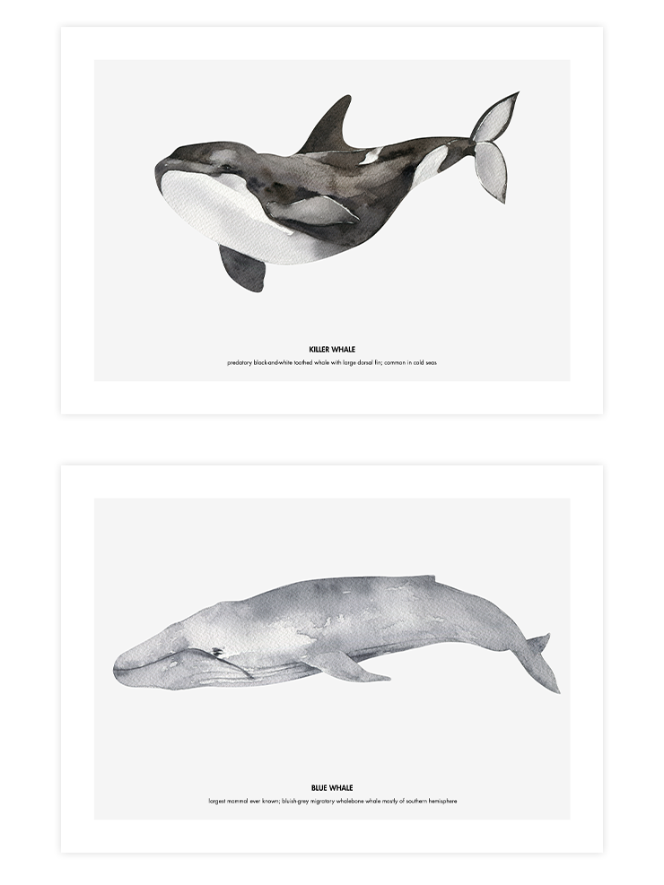 Balinalar - Poster Seti Duo Ürün ana görseli