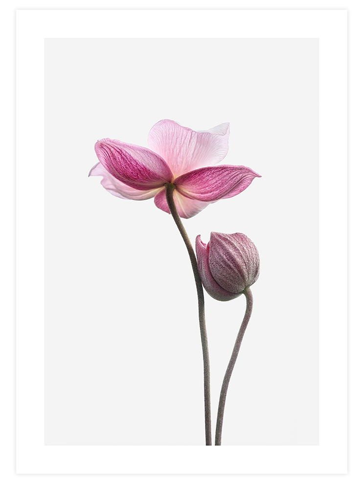 Flower Power - Poster Seti Duo