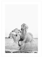 Pure Freedom - Poster Seti Duo