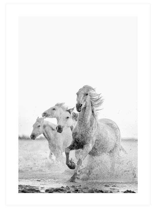 Pure Freedom - Poster Seti Duo