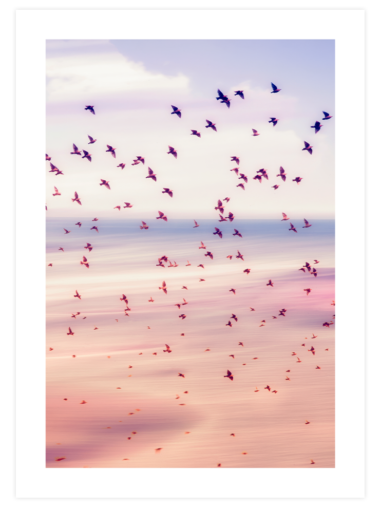 Pink Shades - Poster Seti Duo