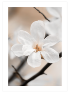 Blooming - Poster Seti Duo