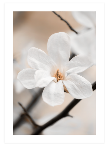 Blooming - Poster Seti Duo