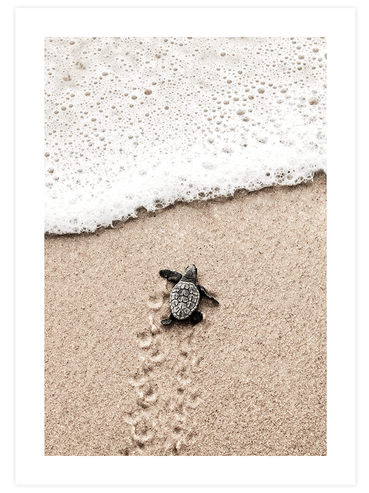 Little Magic - Poster seti Duo