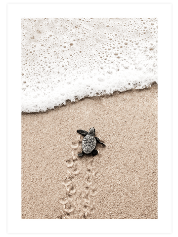 Little Magic - Poster seti Duo