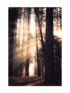 Natural Light - Poster Seti Duo