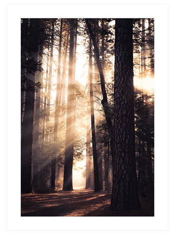Natural Light - Poster Seti Duo