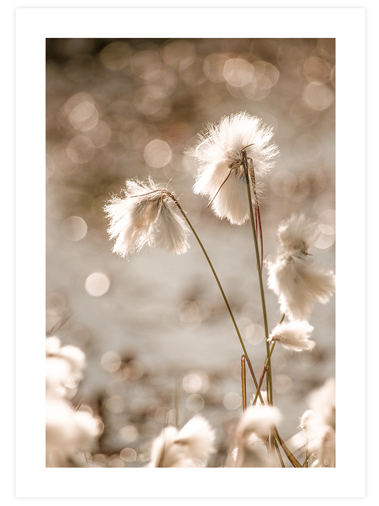 Peaceful Touch - Poster Seti Duo