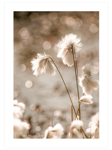 Peaceful Touch - Poster Seti Duo