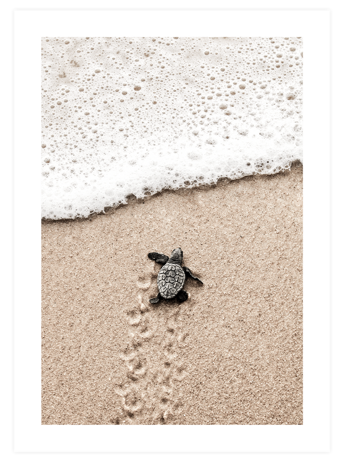 Petit Coin de Paradis Poster Seti  Poster