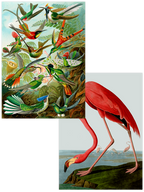 Vintage Kolibri & Flamingo - Poster Seti Duo