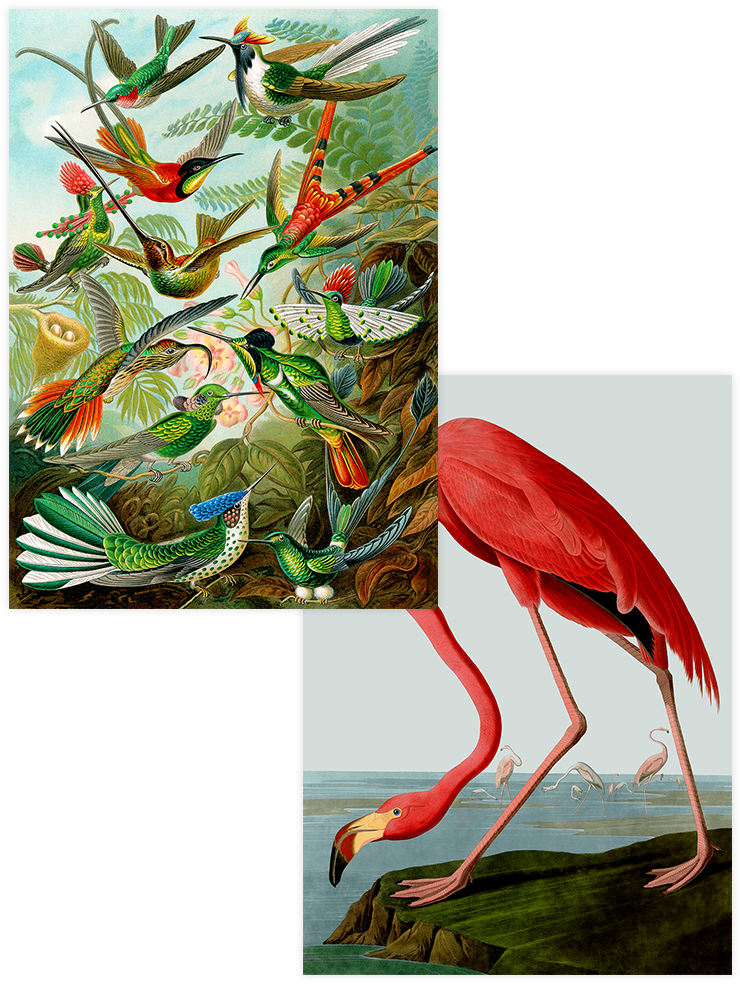 Vintage Kolibri & Flamingo - Poster Seti Duo Ünlü Ressamlar Poster