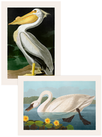 Vintage Kuğu & Pelikan - Poster Seti Duo