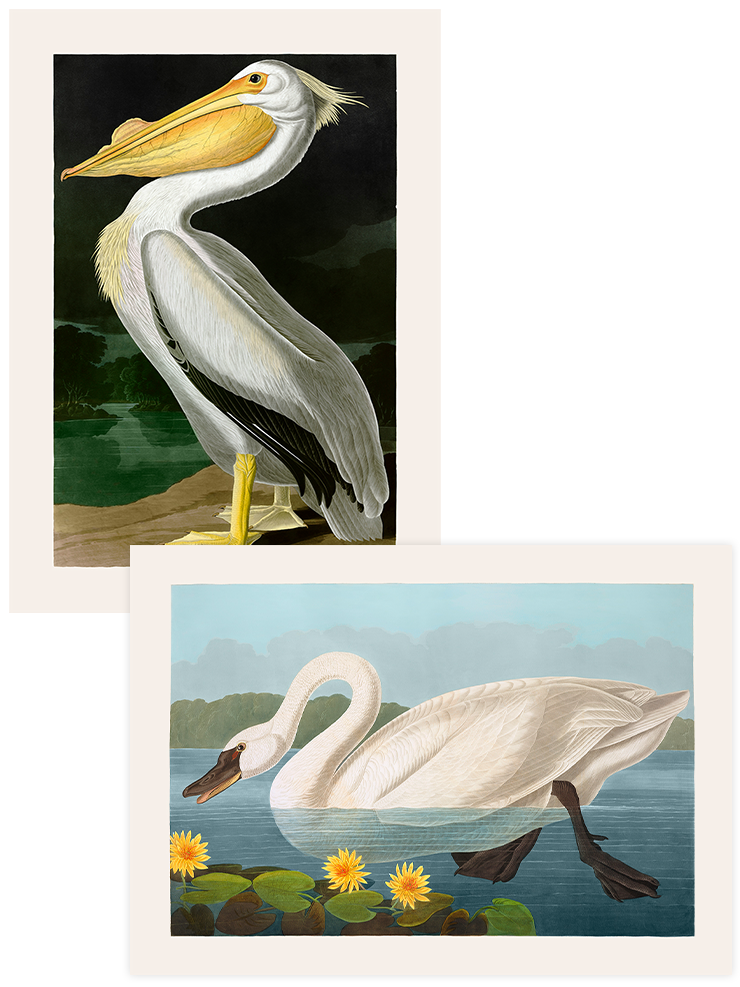 Vintage Kuğu & Pelikan - Poster Seti Duo