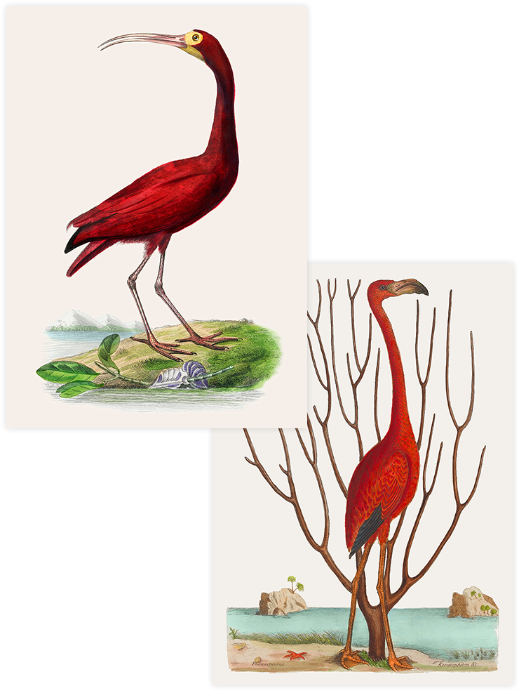 Vintage Kırmızı Kuş  - Poster Seti Duo Ürün ana görseli