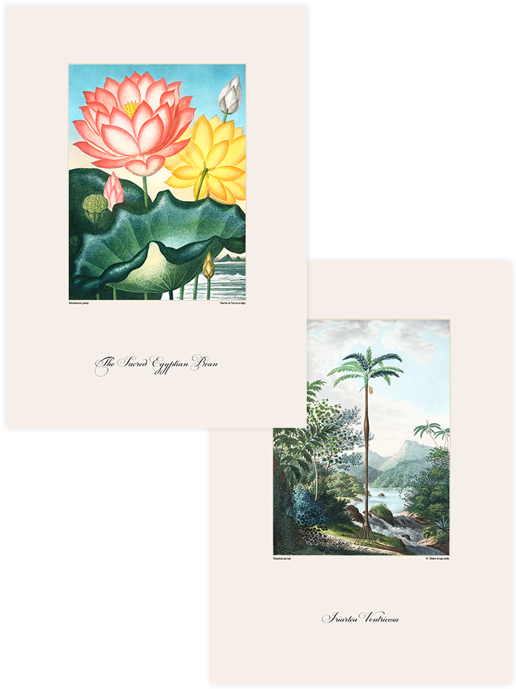 Vintage The Sacred Egyptian & Palmiye - Poster Seti Duo Ürün ana görseli