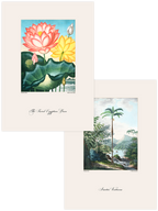 Vintage The Sacred Egyptian & Palmiye - Poster Seti Duo