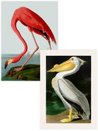 Vintage Flamingo & Pelikan - Poster Seti Duo