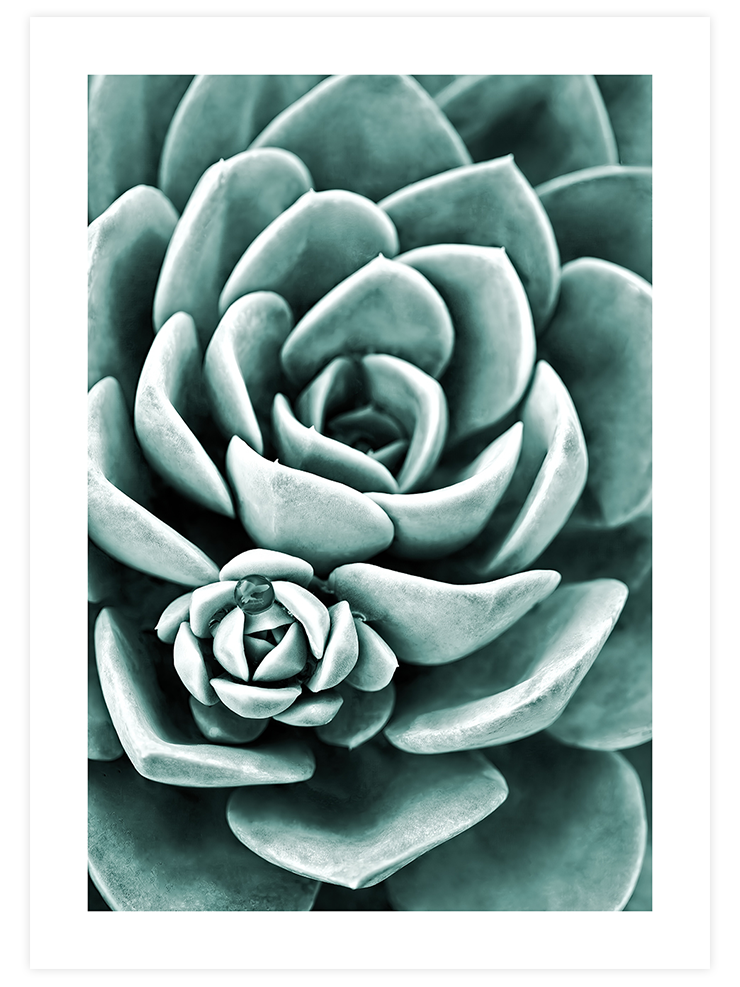 Yeşil Sukulent - Art Print Ürün ana görseli