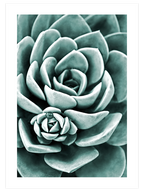 Yeşil Sukulent - Art Print