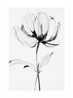 Transparencia - Art Print