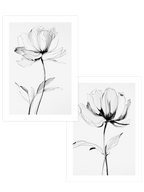 Transparencia - Poster Seti Duo