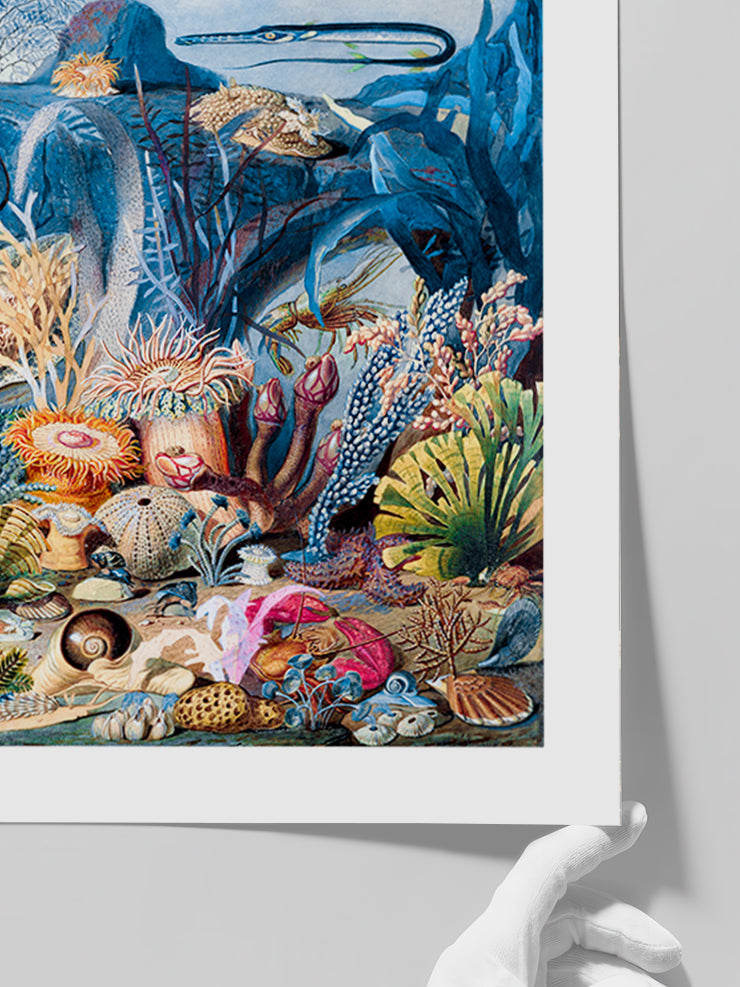 Su Altı Dünyası - Art Print