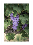 Mavi Üzüm Salkımı - Art Print