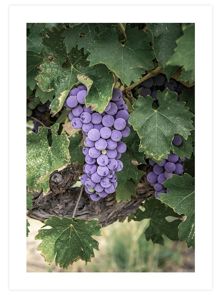 Mavi Üzüm Salkımı - Art Print
