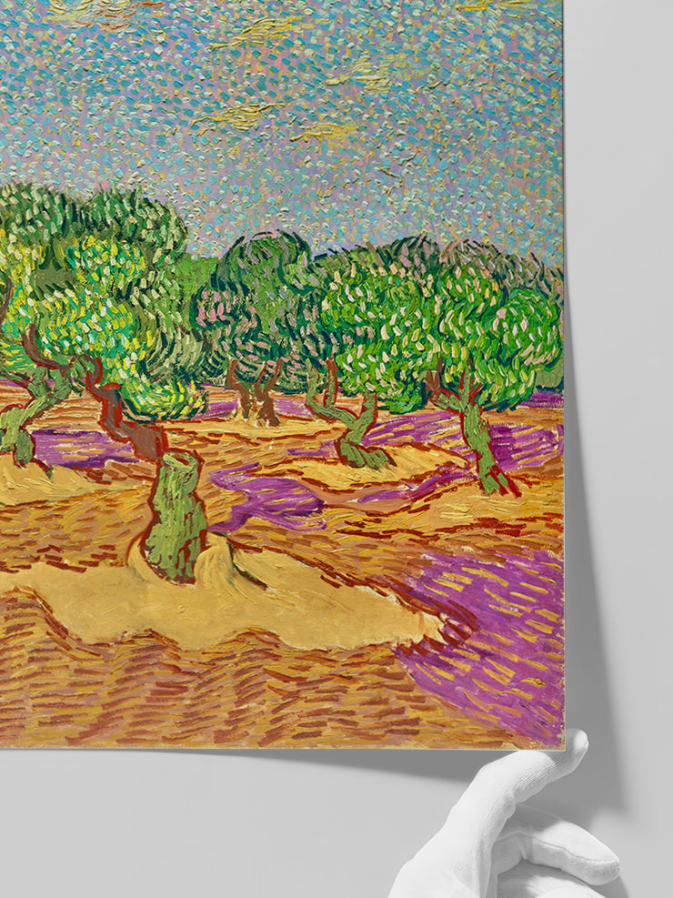 Van Gogh Olive Grove - Art Print  Poster