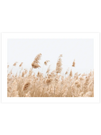 Saz Püskülü - Art Print