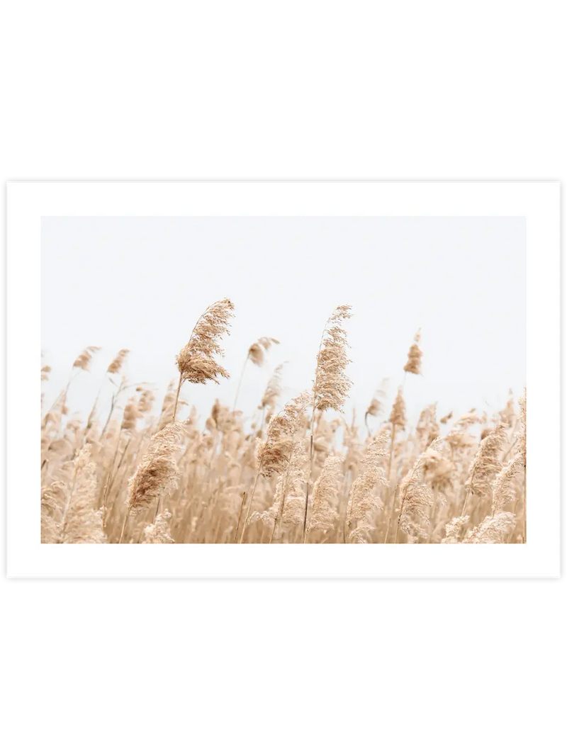 Saz Püskülü - Art Print Fotoğraflar Poster