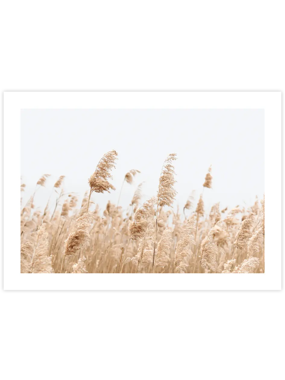 Saz Püskülü - Art Print Ürün ana görseli