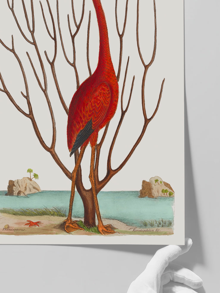 Vintage Kırmızı Flamingo - Art Print