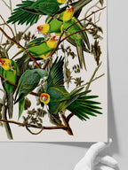 Vintage Papağan - Art Print