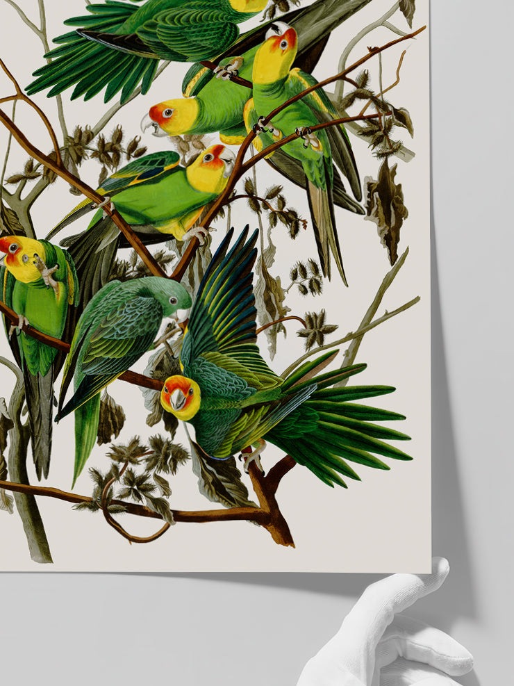 Vintage Papağan - Art Print