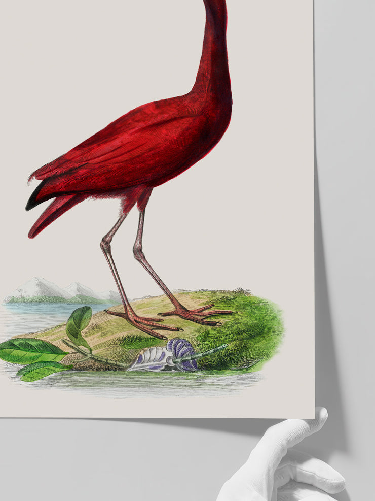 Vintage Kırmızı Kuş - Art Print
