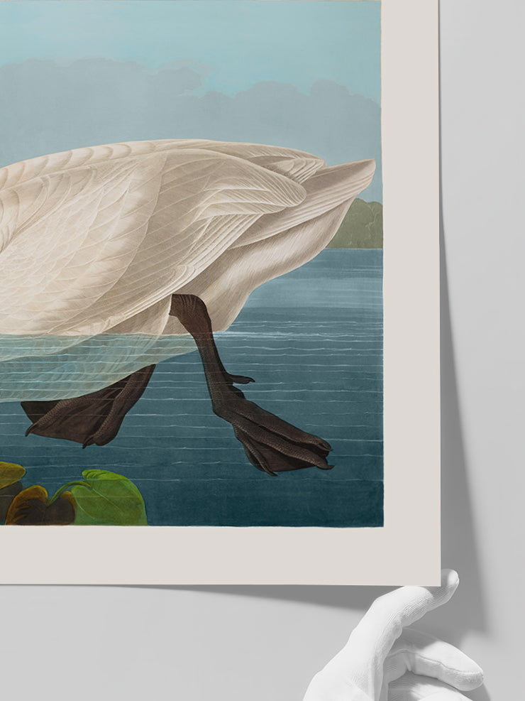 Vintage Kuğu - Art Print