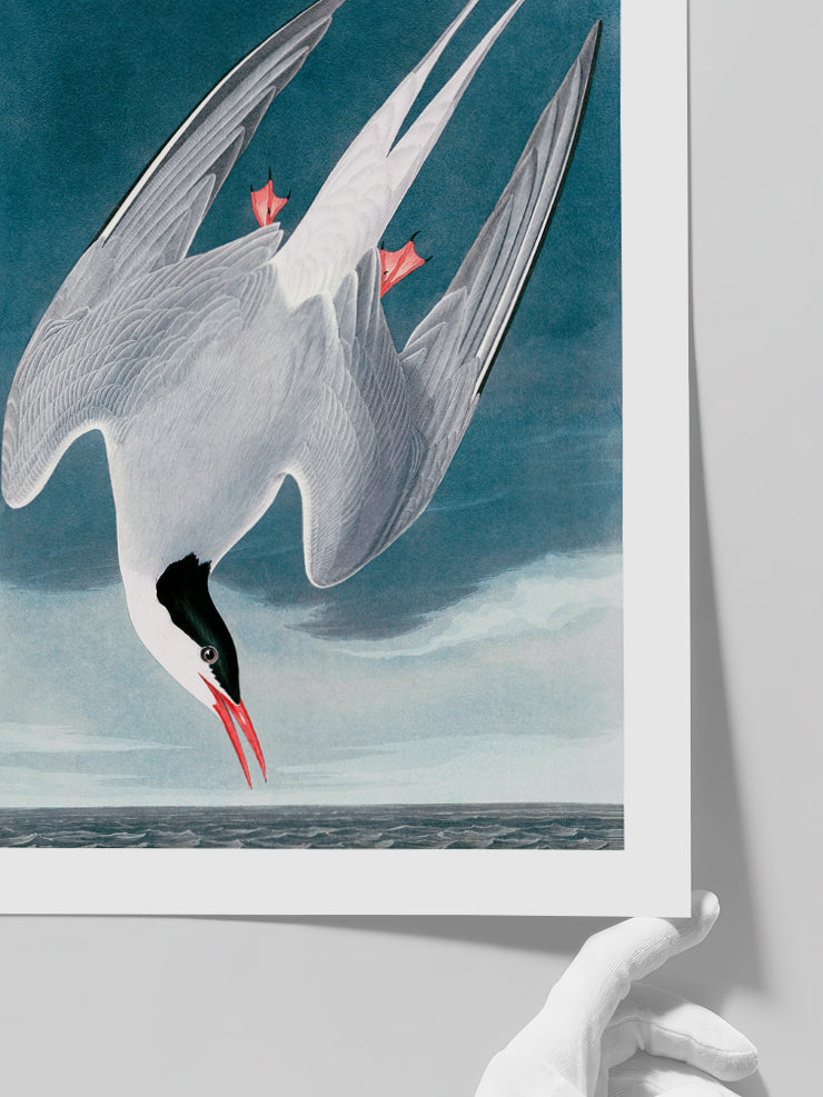 Arctic Tern - Art Print  Poster