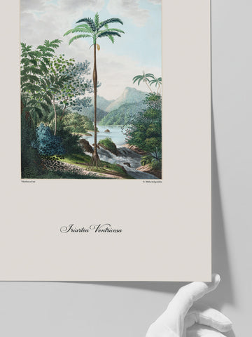 Vintage Palmiye İllüstrasyonu - Art Print