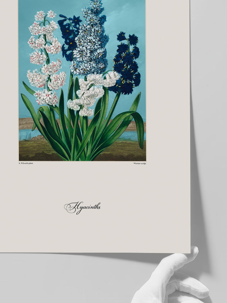 Vintage Hyacinth - Art Print  Poster