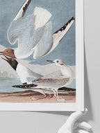 Bonapartian Gull - Art Print