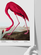 American Flamingo - Art Print