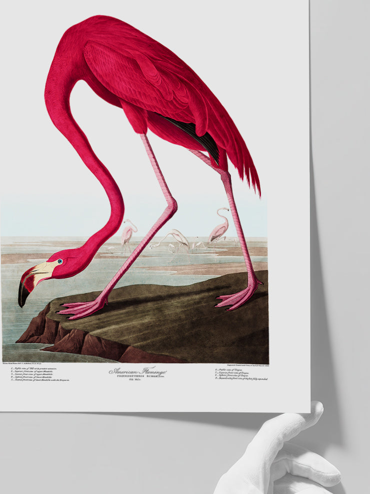 American Flamingo - Art Print