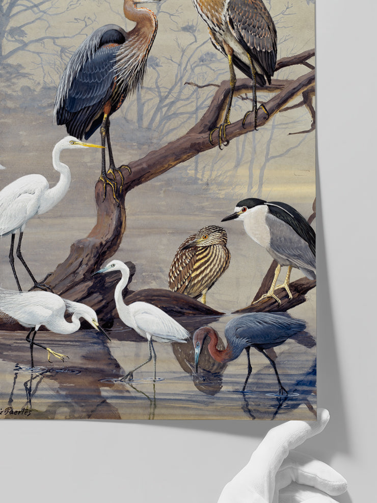 Vintage Büyük Mavi Balıkçıl - Art Print